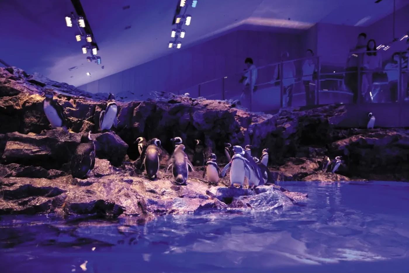 See sea creatures at night at the Sumida Aquarium