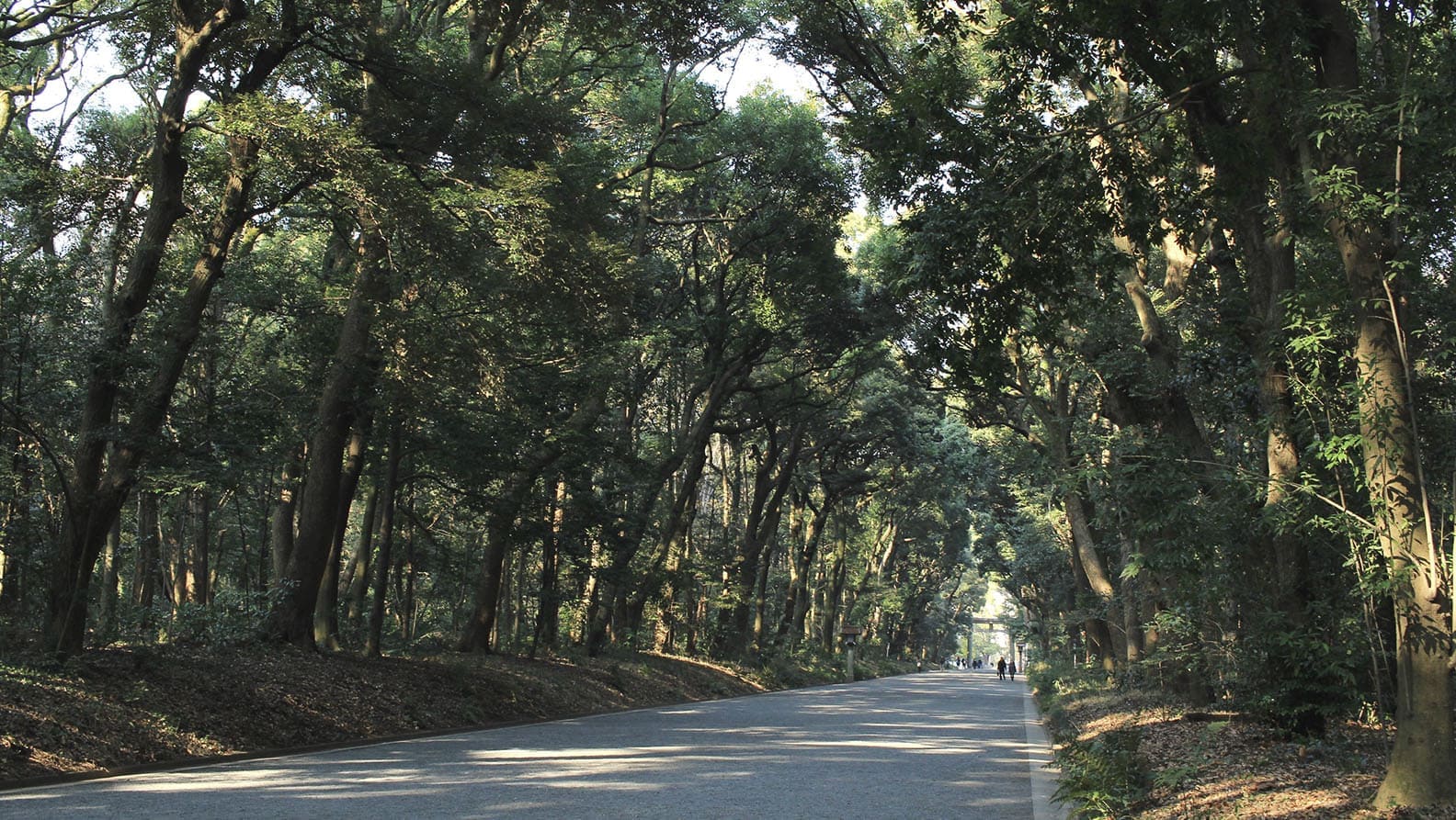 The Kitasando approach to Meiji Jingu
