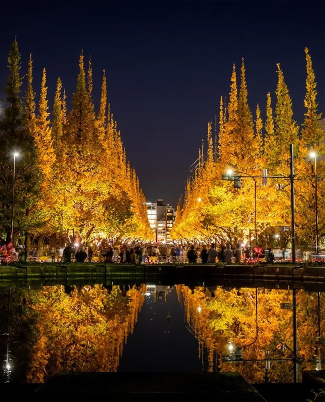 Meiji Jingu Gaien Ginkgo Avenue