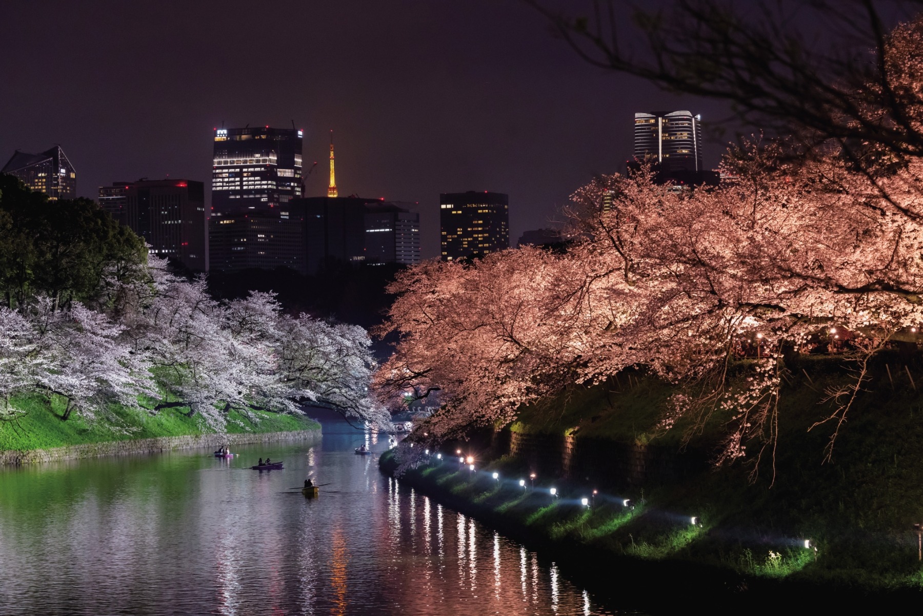 シーズンライトアップ<br />
春／桜